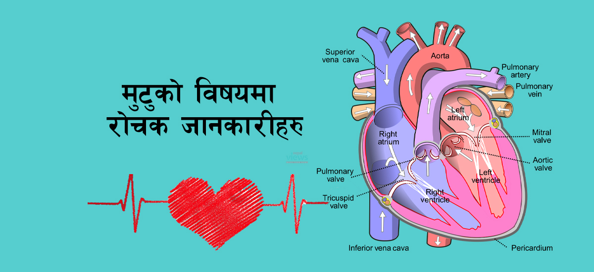 मुटुसँग जोडिएका यी ६ कुरा