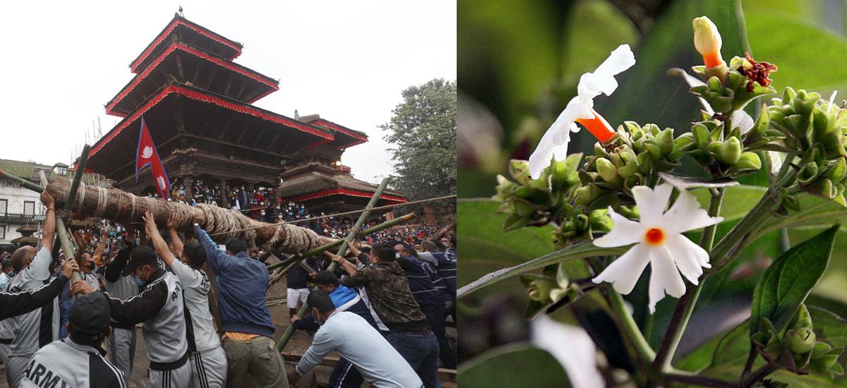 इन्द्रजात्रा र पारिजातको कथा