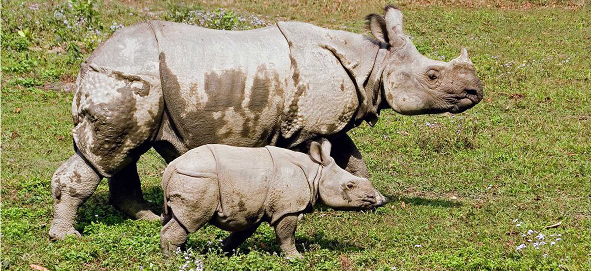 गैँडाको आक्रमणबाट एक जनाको मृत्यु