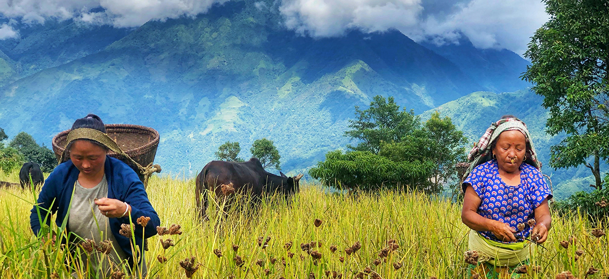 तराईमा पनि कोदोको उत्पादन गर्न परीक्षण