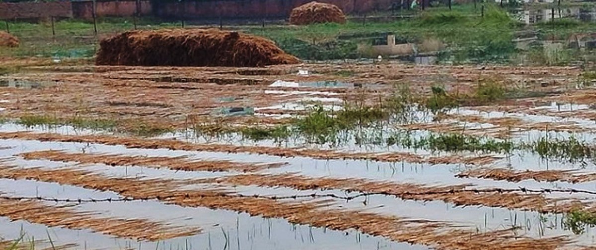 चितवनको ३० प्रतिशत धानबालीमा क्षति