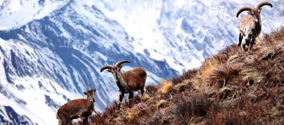 एउटै नाउरको सिकार गर्न २३ लाख