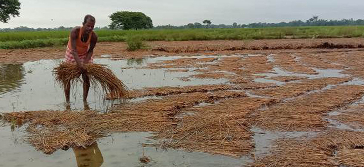 वर्षाले प्रभावित तीन प्रदेशमा ५ अर्ब बढीको धान क्षति