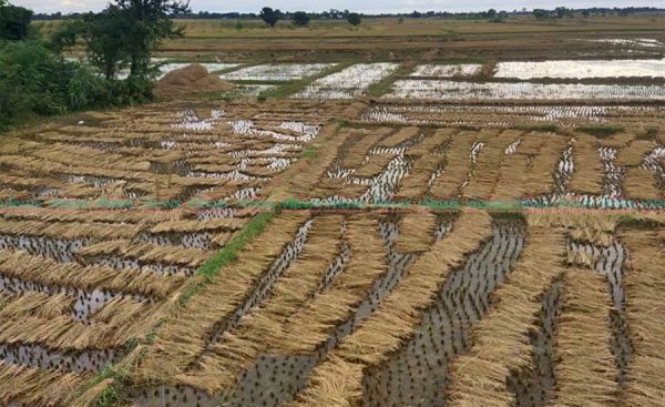 चितवनमा ३० प्रतिशत धानबाली क्षति