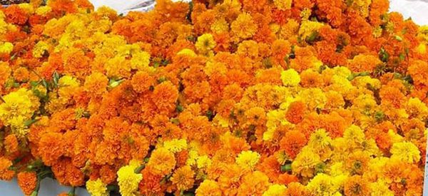 काठमाडौँमै सयपत्री फूलबाट राम्रो आम्दानी