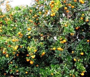 सुन्तलामा औँसे किराको प्रकोप, ३० प्रतिशत बढी झरेरै सकिए