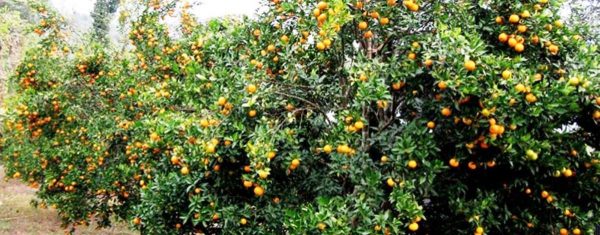 सुन्तलामा औँसे किराको प्रकोप, ३० प्रतिशत बढी झरेरै सकिए