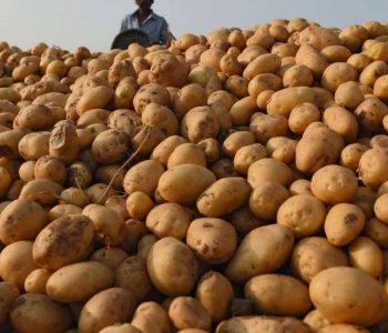 आलुको मूल्य प्रतिकिलो ३५ देखि ४०, भुइँकटहर गोटाको १९०