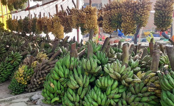 भारतीय केरा आयतले नेपालमा उत्पादित केराको बजार प्रभावित