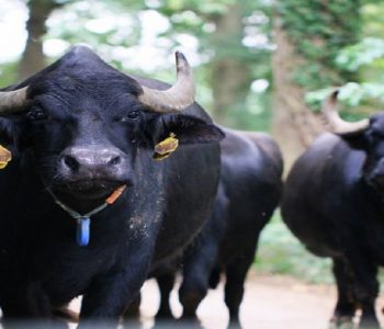 पशुमा बढ्यो बाँझोपनको समस्या