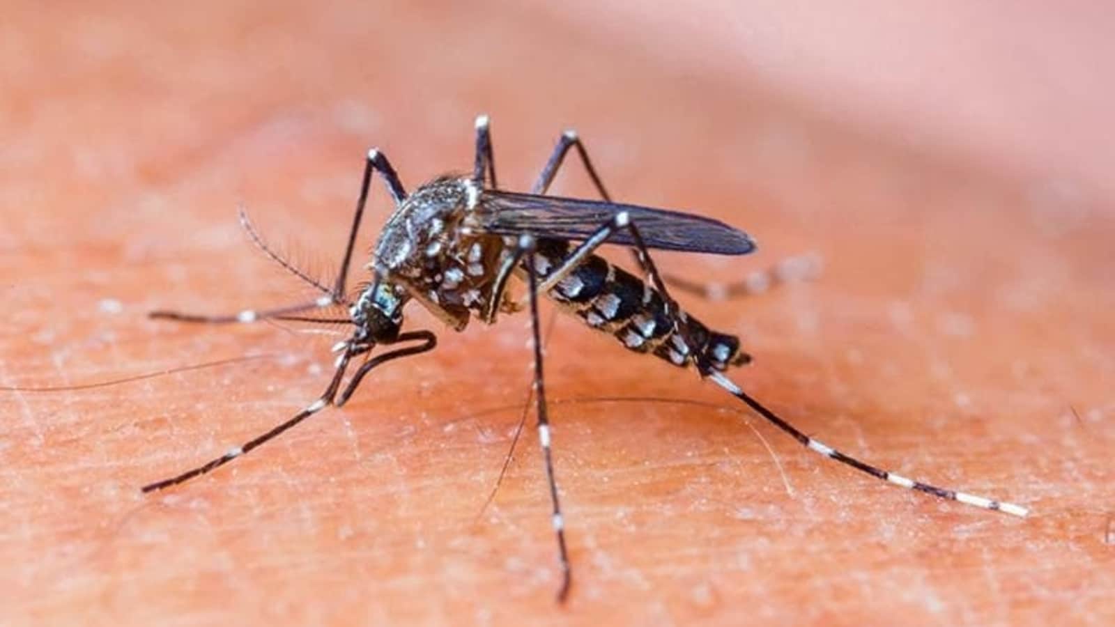 डेंगु संक्रमण फैलने क्रम तीव्र, ७० जिल्लामा फैलियाे, ४ जना आइसीयूमा