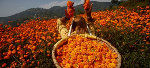 तिहारका लागि फूल र मालाको मूल्य निर्धारण