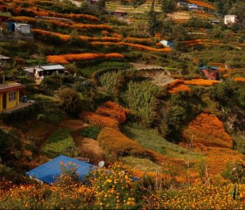 चैत १७ देखि २० गतेसम्म काठमाडौँमा फ्लोरा एक्स्पो