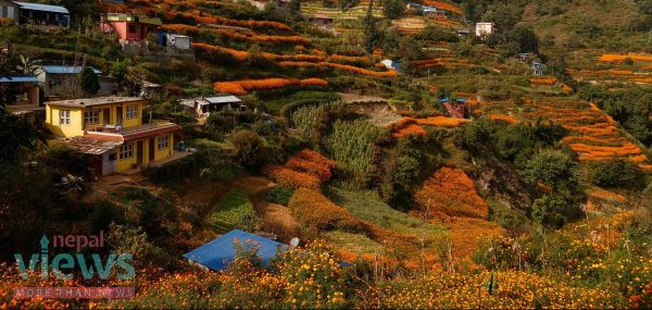 तिहार बोलाउँदै गरेका फूलहरू (फोटो फिचर)