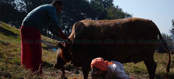 आज गाईगोरु पूजा, यसकारण पुजिन्छ गाईलाई