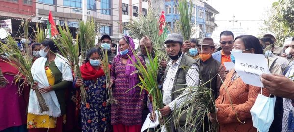 माइतीघरमा किसानको नारा- ‘किसानमारा सरकार मुर्दावाद’ (फोटो/भिडिओ)