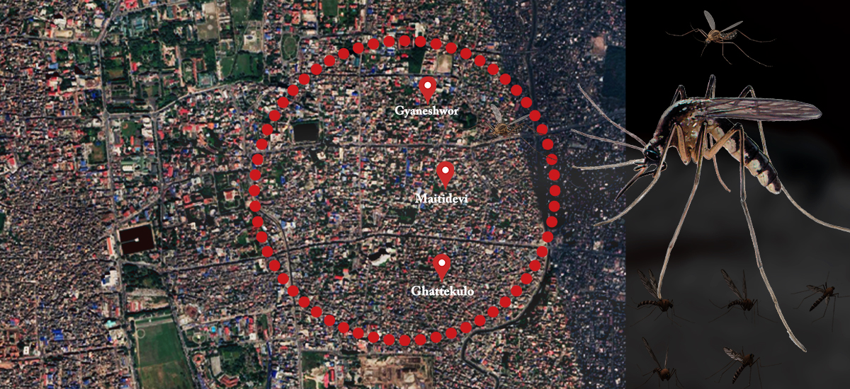 काठमाडौंको मैतीदेवी-घट्टेकुलो क्षेत्रमा फैलिरहेछ डेंगु