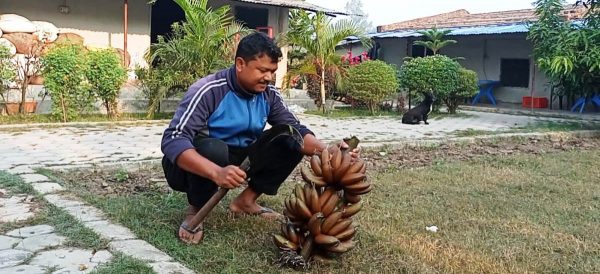 कैलालीमा उत्पादन हुन थाल्यो ‘रेड बनाना’