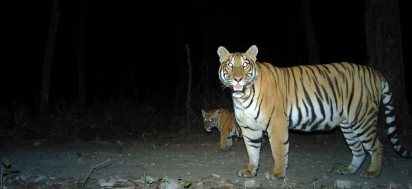 निहुरो टिप्न गएका चार जनामाथि बाघको आक्रमण, एक जनाको मृत्यु