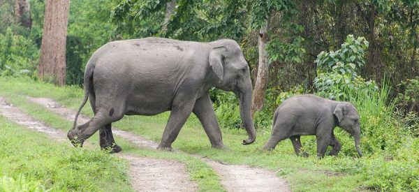 लालझाडीमा हात्तीको उपद्रो