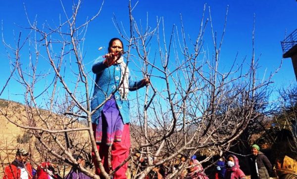 जुम्लाका किसानलाई स्याउ बगैँचा व्यवस्थापनको चटारो