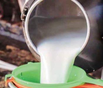 भारतबाट तीन लाख लिटर दूध आयात, गाउँमा विक्री नभएर किसान हैरान