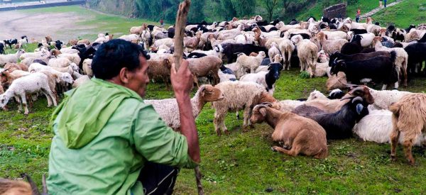 गोठालो भत्ताका लागि २६५ किसानले आवेदन दिए