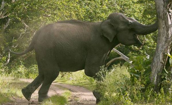 झापामा भारतीय हात्तीको आतंक, डरले रातभरि जागै बस्छन् स्थानीय