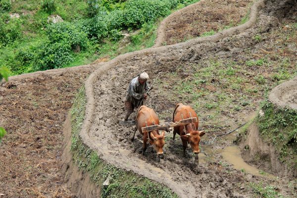 राज्यको ढुकुटी दोहन : खाँटी किसानलाई होइन, कागज मिलाउनेलाई अनुदान