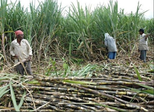 सर्लाहीका चिनी मिलले थाले उखु क्रसिङ