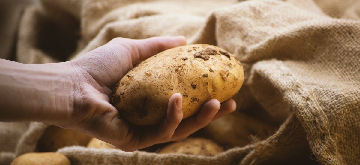 चितवनमा आलुको उत्पादन घट्ने