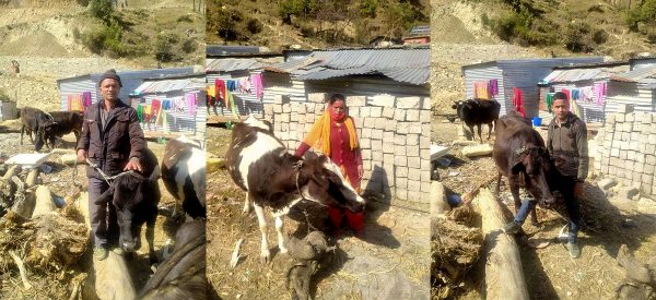 दूधमा आत्मनिर्भर बनाउन किसानलाई जर्सी गाई
