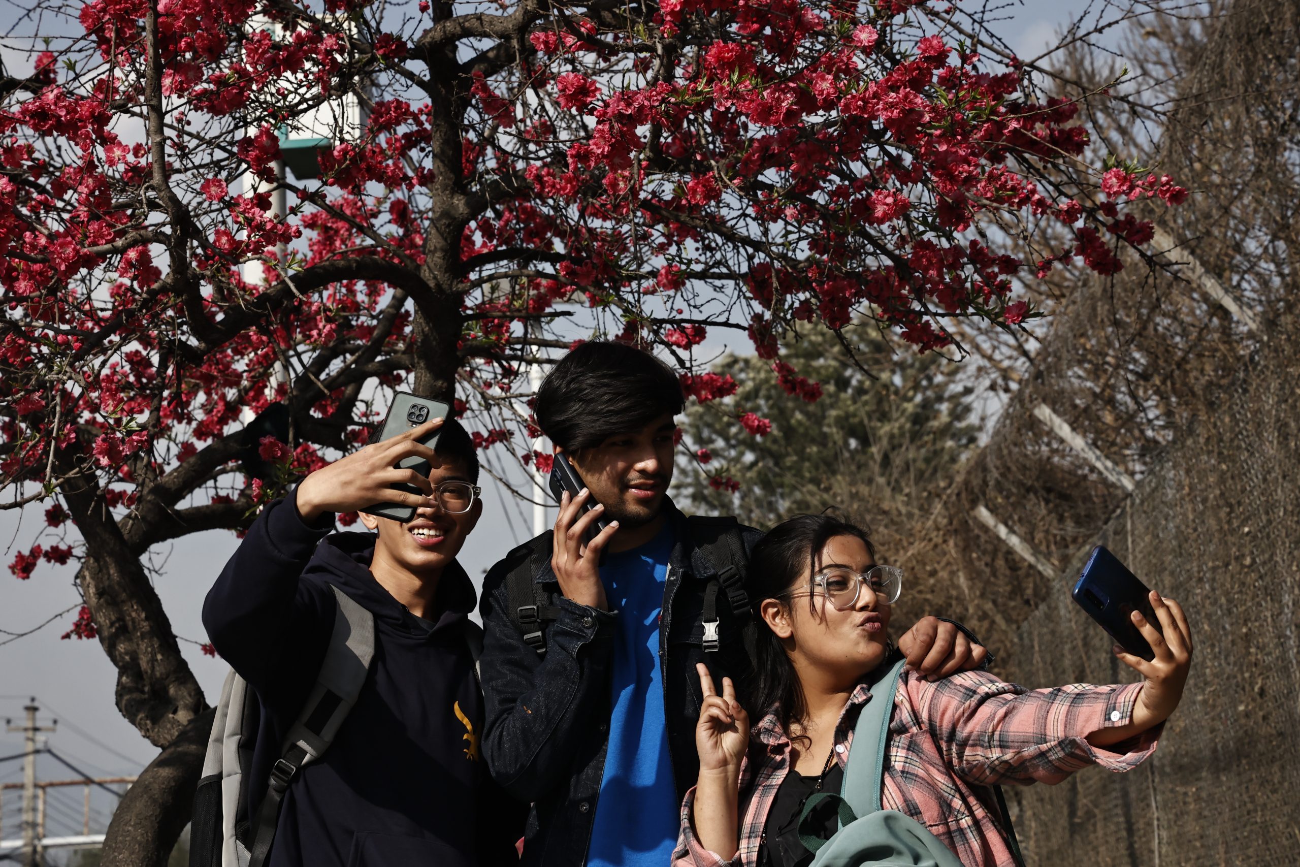 वसन्तको स्वागतमा फुलेका चेरीले बढायो काठमाडौंको सुन्दरता (फोटोफिचर)