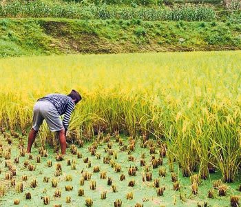प्रतिक्विन्टल २२ सय मात्र भएपछि किसानले घरमै थन्क्याए चैतेधान