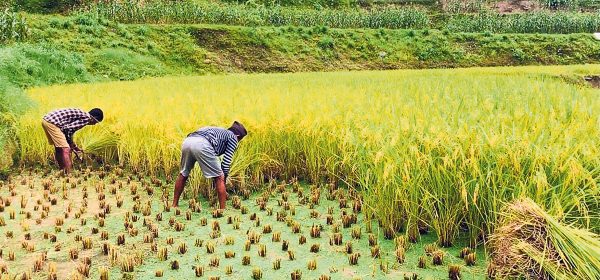 प्रतिक्विन्टल २२ सय मात्र भएपछि किसानले घरमै थन्क्याए चैतेधान