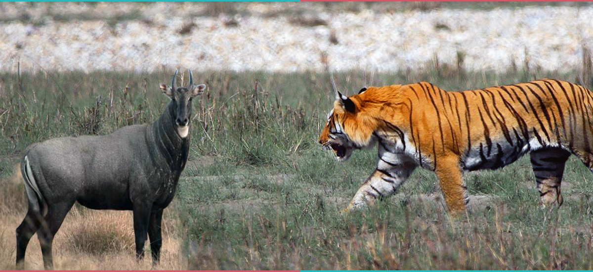 चितवनमा जङ्गली जनावरको आक्रमणबाट एकै वर्ष १२ जनाको मृत्यु