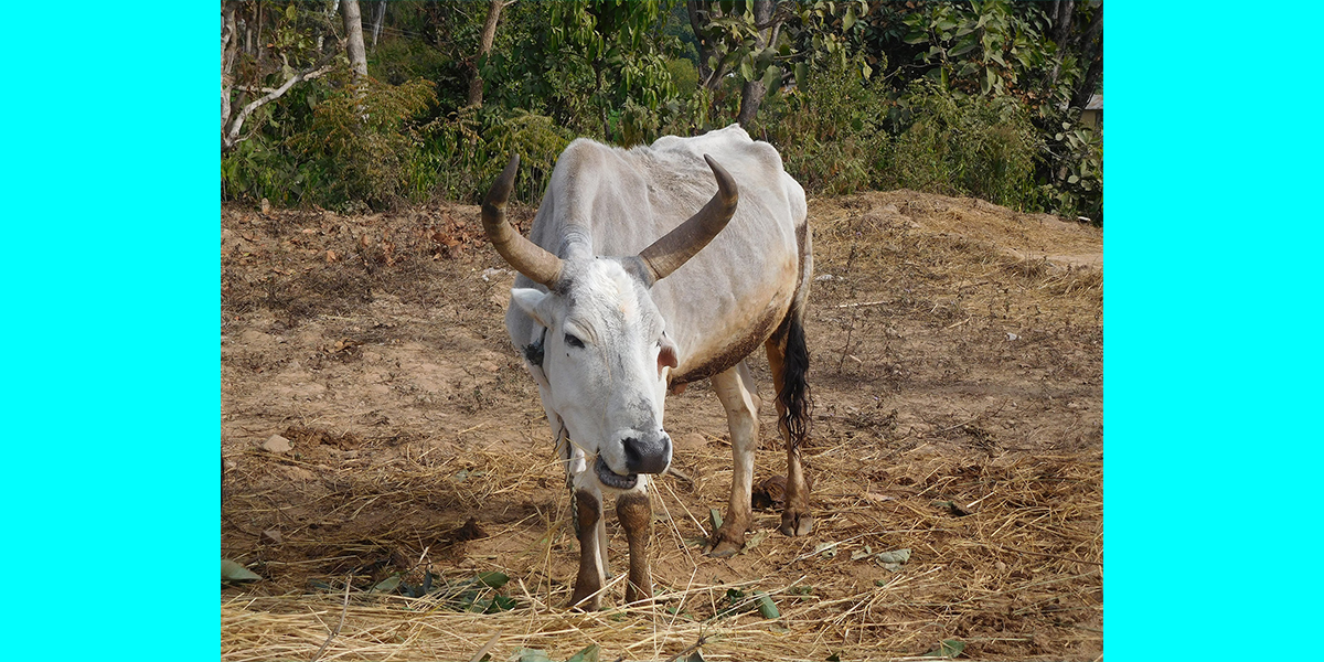 खोटाङमा छिमेकीको गोरुले हान्दा एक जनाको मृत्यु्