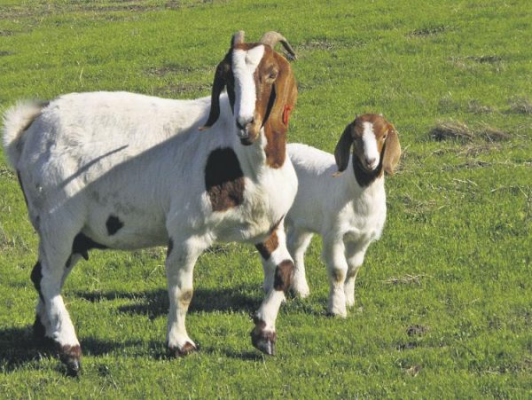 कृषक समूहलाई बाख्रा वितरण