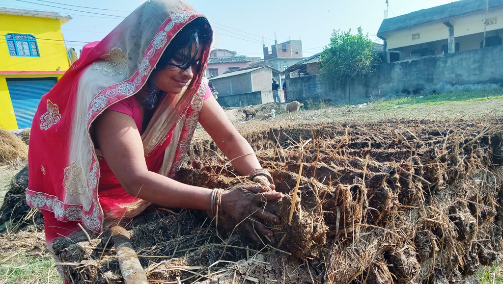 इन्धनका लागि ‘गुइँठा’