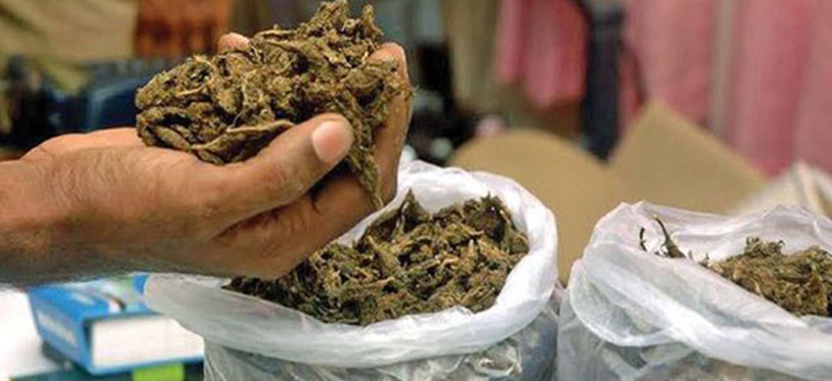 एक सय ९५ किलो गाँजासहित पक्राउ