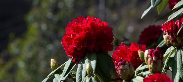 जलवायु परिवर्तनको असर, चैतमै ओइलायो गुराँस