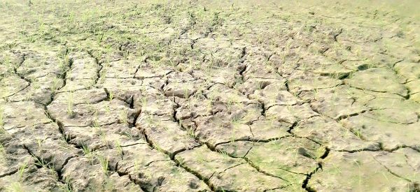 ७० प्रतिशत खेतमा पुगेको छैन सिँचाइ, बजेट खर्च तटबन्ध बनाउने र भत्काउनेमा