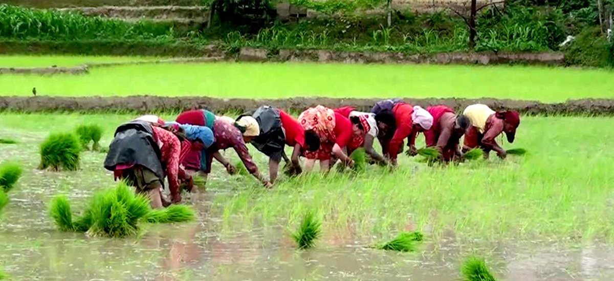 भक्तपुरका किसान रोपाइँको चटारोमा