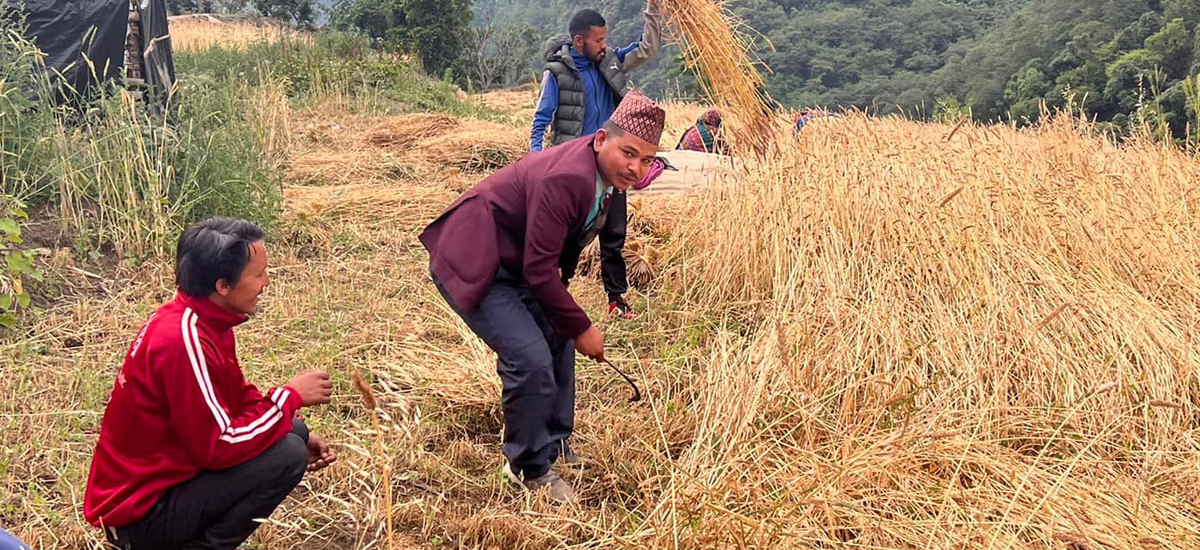 भोट माग्न किसानलाई खेतीपातीमा सहयोग गर्दै उम्मेदवार