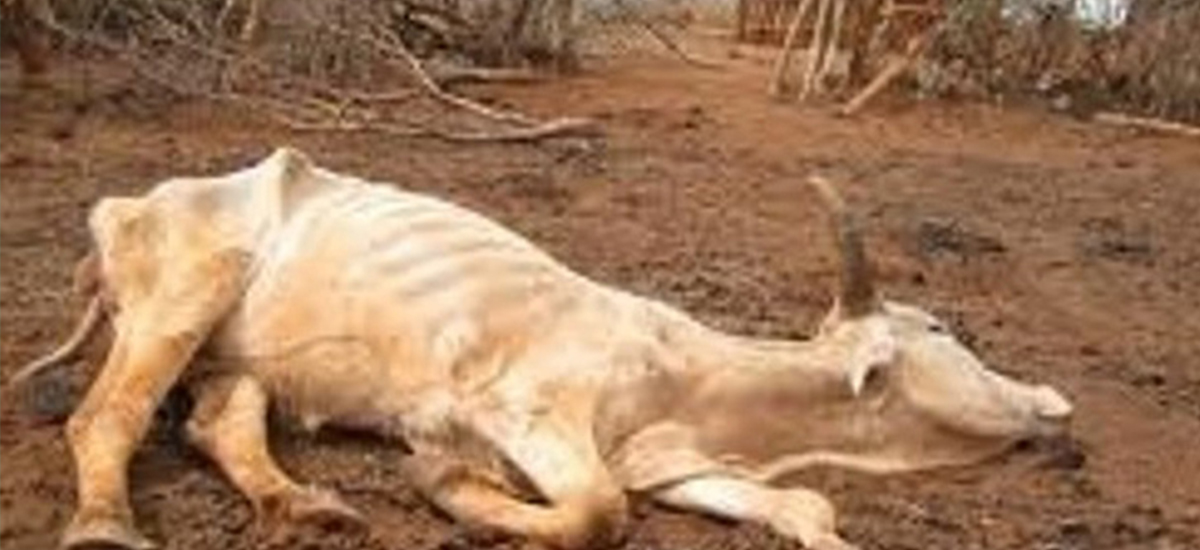 चौपायामा खोरेतरोग सार्ने ‘सेरोटाइप ए’ भाइरस फेला
