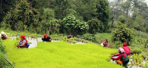 जुम्ली किसानलाई कालीमार्सी धान रोपाइँ भ्याइनभ्याइ