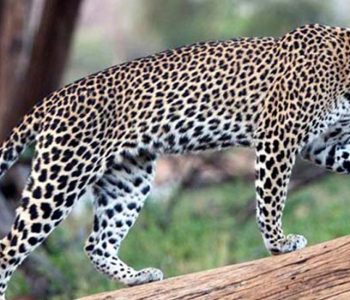 भक्तपुरको गजुरेल टोलमा त्रास मच्चाइरहेको चितुवा नियन्त्रणमा