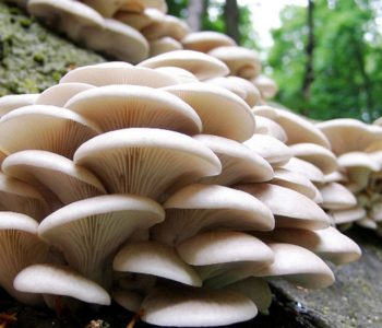 बारीमा उम्रिएको च्याउ खाँदा दश जना बिरामी