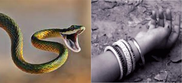 दैलेखमा सर्पले डसेर किशोरीको मृत्यु