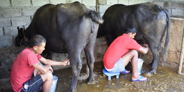 खाडीबाट फर्केर भैँसीपालन पालन, मासिक चार लाख कमाउँछन् सुरेश